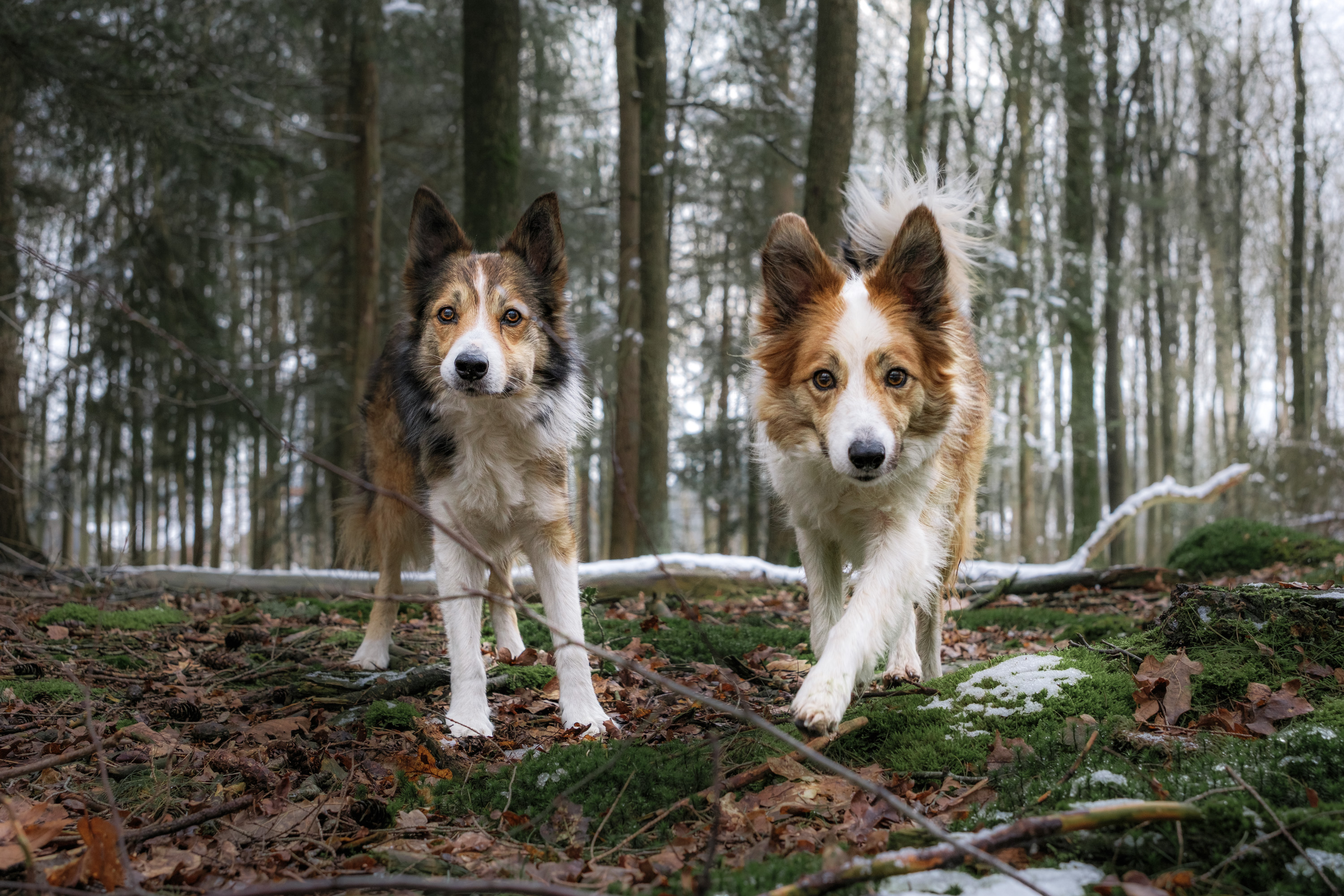 Dexter And Ziggy In The Forest